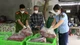 Hà Nam tiêu hủy trên 1,2 tấn thực phẩm đông lạnh "bẩn"
