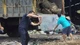 Quảng Ninh phát hiện 3.100 kg hàu không rõ xuất xứ