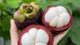Vì sao măng cụt được ví von 'nữ hoàng trái cây'?