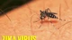 Virus Zika bùng phát tại Thái Lan 