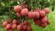 4 lợi ích của quả vải 