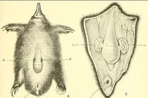 Kỳ dị những loài thú đẻ trứng cuối cùng tồn tại trên Trái đất 