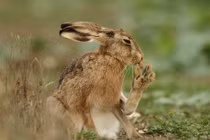 Đôi chân dị thường của loài thỏ chạy nhanh nhất thế giới 