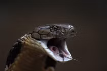 Tận mục loài rắn độc lớn nhất thế giới của Việt Nam 