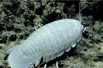 Loài bọ khổng lồ khiến nhiều người rùng mình, ở Việt Nam là đặc sản 