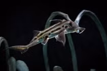 Cận cảnh loài cá 300 triệu tuổi, cổ xưa nhất còn tồn tại trên Trái đất 