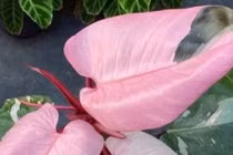 Trầu bà công chúa hồng tuyệt đẹp, cây cảnh phong thủy hút lộc sang trọng