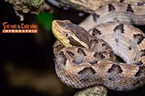 Infographic: Loài rắn độc đáng sợ nhất Việt Nam