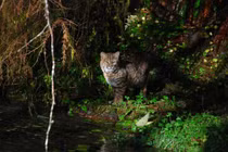 Khám phá vùng đất thiên đường nằm giữa núi cao và đại dương ở Mỹ 