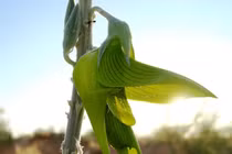 Độc lạ loài hoa giống chim đang bay, là vị thuốc cực quý