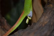 Sốc với loài rắn độc cắn người nhiều nhất Việt Nam