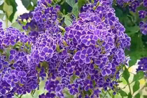 Cây cảnh hoa xanh biếc như nền trời, hút may... chiêu lộc