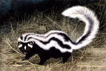 Tận thấy loài vật hôi nhất châu Phi, sư tử cũng... tránh xa 