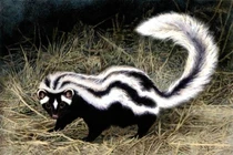 Tận thấy loài vật hôi nhất châu Phi, sư tử cũng... tránh xa 