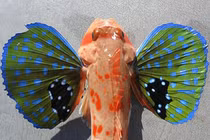 Loài cá có cánh bướm tuyệt đẹp và khả năng đi bộ độc nhất