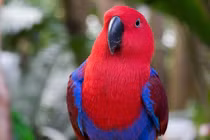 7 loài chim nói giọng người, càng già càng thông minh hơn