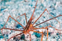 Tận thấy loài cua kỳ dị nhất thế giới, ngụy trang cực đỉnh 