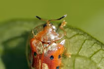 Cận cảnh bọ rùa vàng quý hiếm, bậc thầy ngụy trang biến hình