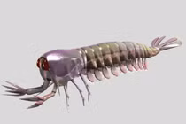 Sinh vật kỳ lạ của kỷ Cambri từng làm chao đảo giới khoa học