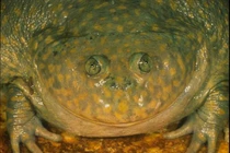 Ếch quái vật chôn mình trong kén suốt nửa năm, hồi sinh khi mưa xuống