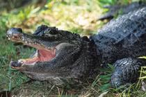 Tận mục loài cá sấu quý hiếm nhất thế giới, chỉ có ở Trung Quốc 