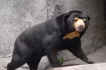 Tiết lộ thú vị về loài gấu nhỏ nhất thế giới chỉ Việt Nam có