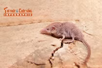 [INFOGRAPHIC]: Loài thú nhỏ nhất thế giới của Việt Nam