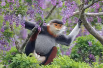 Ngắm "nữ hoàng khỉ" sặc sỡ nhất thế giới của Việt Nam 