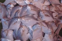 Sự thật thú vị về loài cá 'ngon, đáng đồng tiền' trên mâm cơm Việt