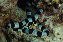 Đặc điểm kỳ lạ của rắn biển, thở qua da, uống nước mưa để tồn tại