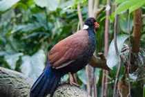 Loài chim kỳ lạ nửa bồ câu nửa gà lôi, cực khó bắt gặp 