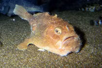 Loài cá trông như quan tài dưới đáy biển khiến giới khoa học tò mò 