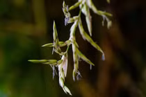 Tre ra hoa có phải điềm báo? Bao nhiêu năm mới nở một lần?