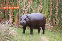 [INFOGRAPHIC] Loài hà mã tí hon có nguy cơ tuyệt chủng ở châu Phi 