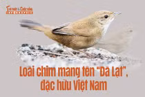 [INFOGRAPHIC] Loài chim mang tên “Đà Lạt”, đặc hữu Việt Nam
