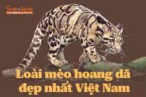 INFOGRAPHIC: Loài mèo hoang dã đẹp nhất Việt Nam