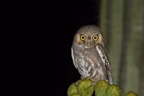 Loài cú tí hon gây sốt với tuyệt chiêu giấu thức ăn độc lạ