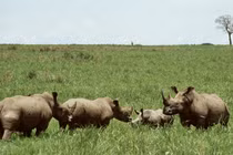 Khám phá nơi sinh sống kỳ bí của loài thú hiếm nhất thế giới