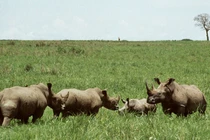 Khám phá nơi sinh sống kỳ bí của loài thú hiếm nhất thế giới