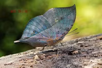 Ngắm loài bướm bậc thầy ngụy trang độc đáo của Việt Nam