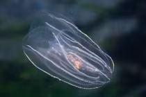 Động vật cổ xưa nhất thế giới, có khả năng tái sinh đáng kinh ngạc 