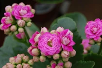 Bí ẩn cây thuốc bỏng hoa đẹp phổ biến khắp Việt Nam