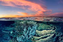 Khám phá thiên đường biển trứ danh của Úc với sinh vật khổng lồ