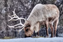 Tuần lộc, từ động vật sinh tồn ở Cực Bắc đến biểu tượng Noel bất hủ