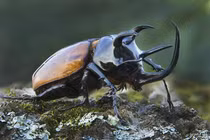 Tận thấy loài côn trùng cổ quái nhất quả đất, Việt Nam có nhiều