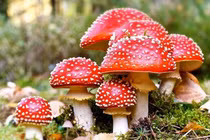 Tiết lộ sốc về loài nấm độc nổi tiếng nhất thế giới