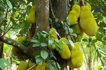 Chặt là mất phúc
