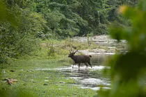 Sự thật giật mình về khu rừng rậm nguyên sơ nhất Đông Nam Á
