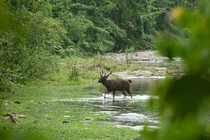 Sự thật giật mình về khu rừng rậm nguyên sơ nhất Đông Nam Á