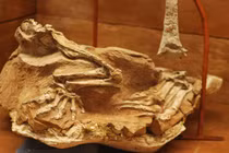 Hóa thạch đẹp hoàn hảo của loài khủng long được mệnh danh là 'thần cát'